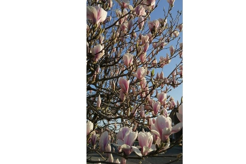 Magnolia tree in Harewood Gardens, Longthorpe.