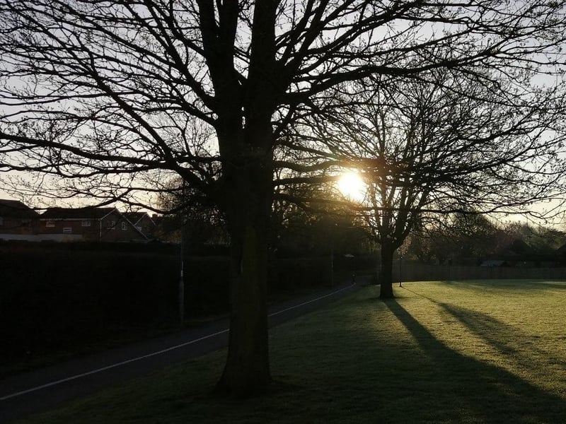 Thorpe Hall trees and daffodils at sunrise.