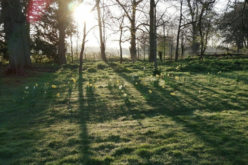 Thorpe Hall trees and daffodils at sunrise.