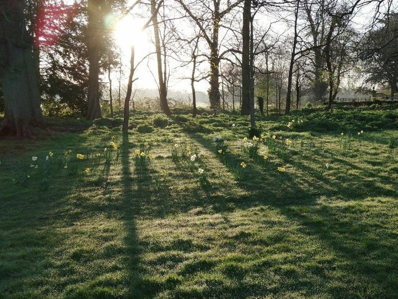 Thorpe Hall trees and daffodils at sunrise.