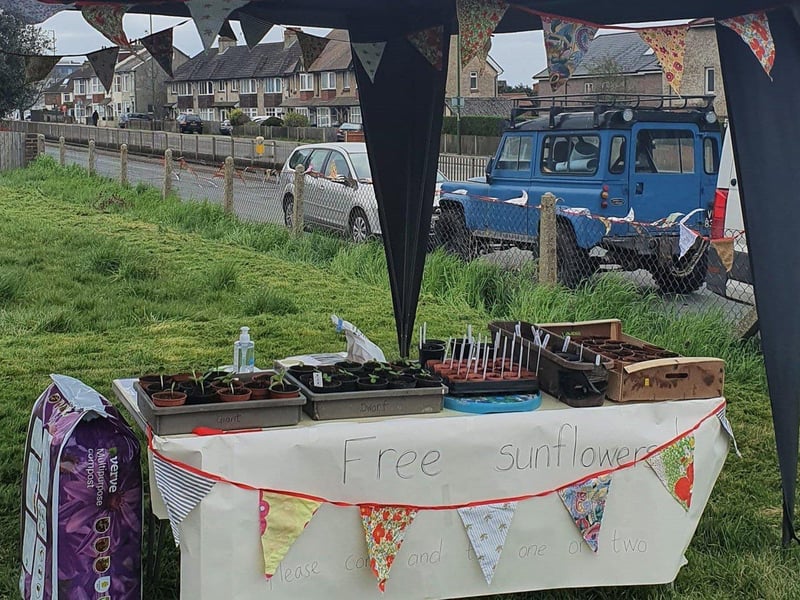 Handing out free seeds to create a Smile of Sunflowers for Southwick