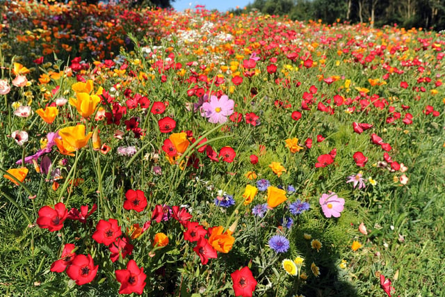 Wild flowers at Brooklands, pictured in 2011