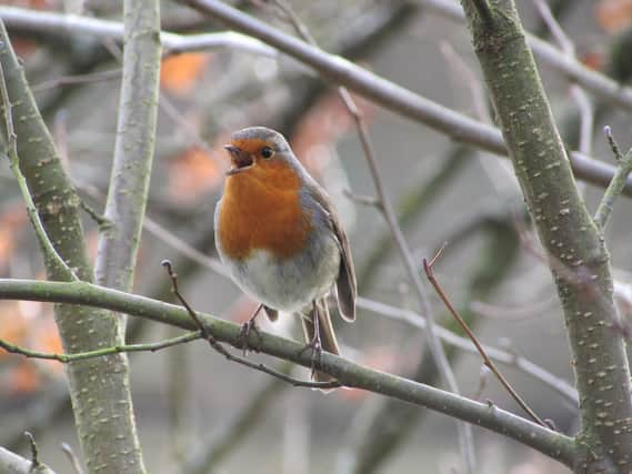 A robin in full voice