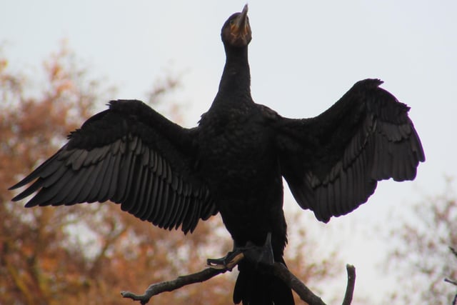 A cormorant drys its wings on a branch