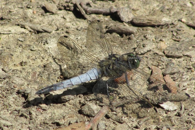 A dragonfly on the ground