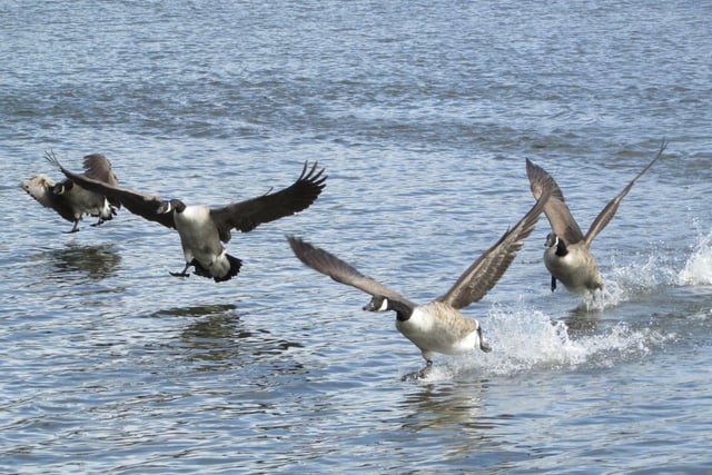 Canada geese landing on the water