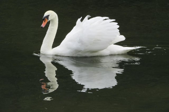 A majestic swan complete with reflection on the water