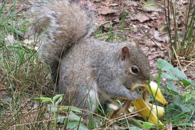 A squirrel inspects a banana skin