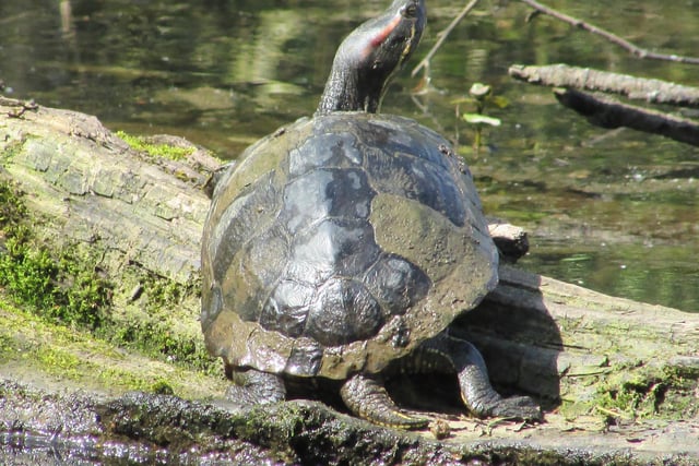 A turtle basks in the sunshine