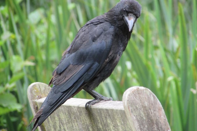 A crow perches on a bench