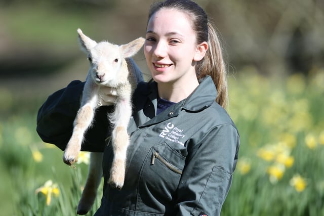 Lambing season at Coombes Farm in Lancing