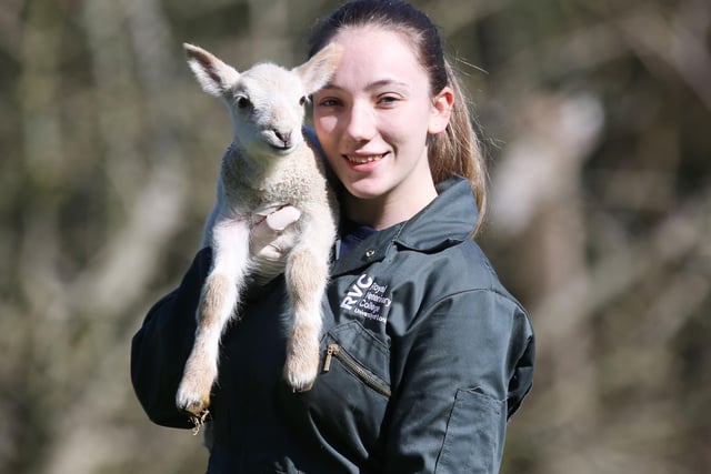 Lambing season at Coombes Farm in Lancing