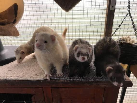 Ashleigh West's looking after her ferrets SUS-200322-143040001