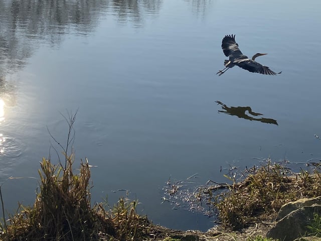 Lucy Harrison at Ferry Meadows