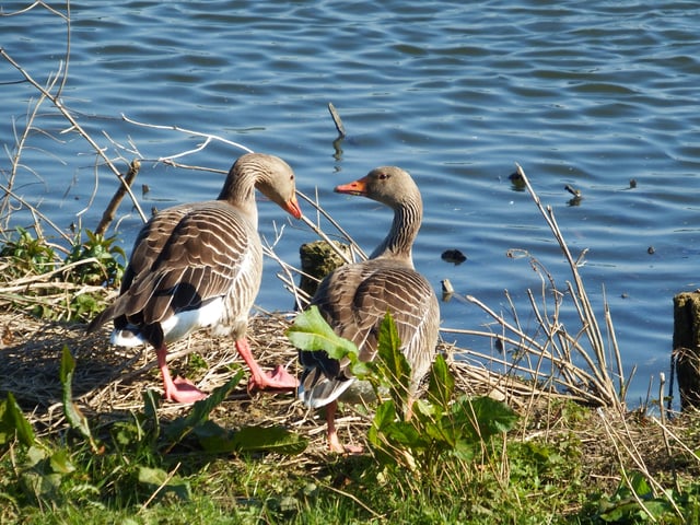 Ducks on the river bank from Andrew Cole