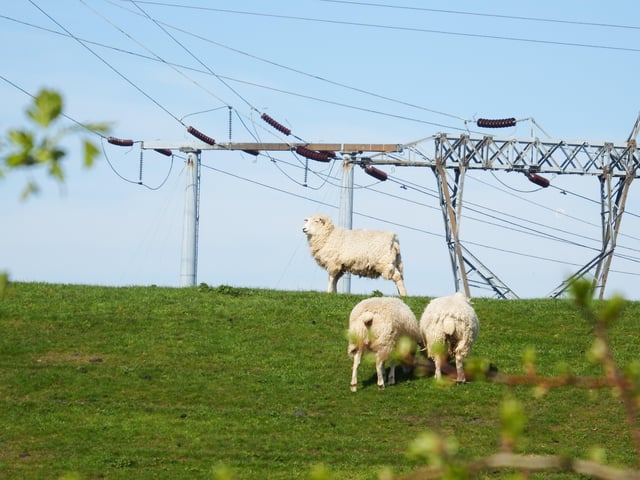 Sheep on the river bank from Andrew Cole