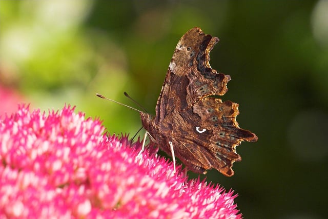 Comma butterfly on a sedum flower in the garden. Picture: Mike Read/Sussex Wildlife Trust