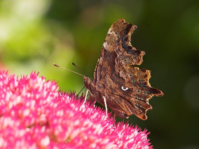 Comma butterfly on a sedum flower in the garden. Picture: Mike Read/Sussex Wildlife Trust