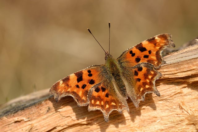 The comma butterfly. Picture: Bob Eade/Sussex Wildlife Trust