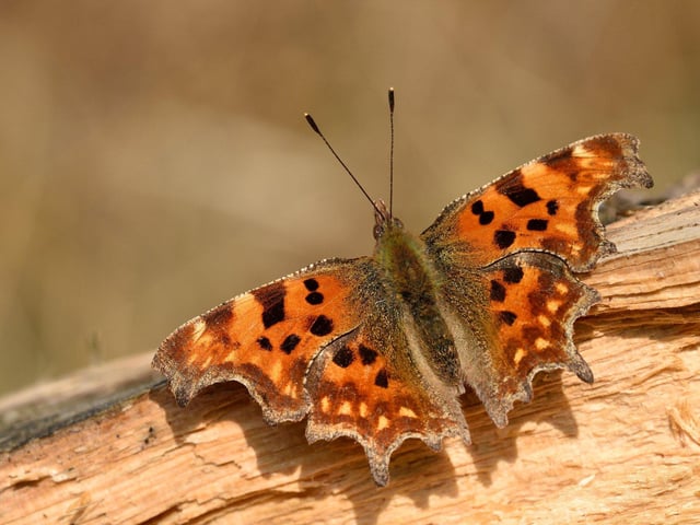 The comma butterfly. Picture: Bob Eade/Sussex Wildlife Trust