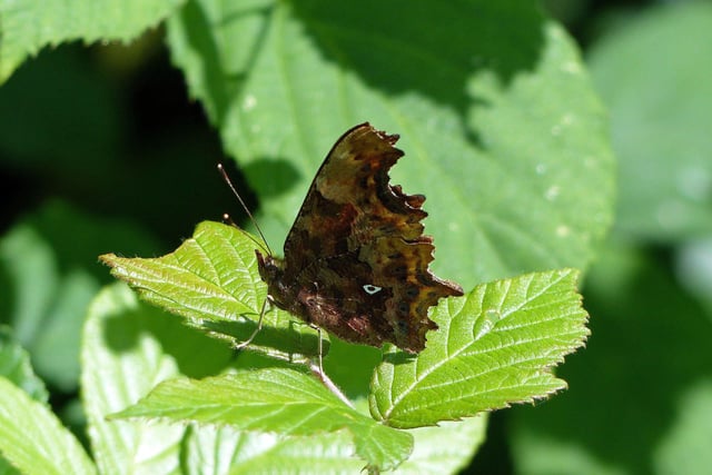 The comma butterfly. Picture: John East/Sussex Wildlife Trust
