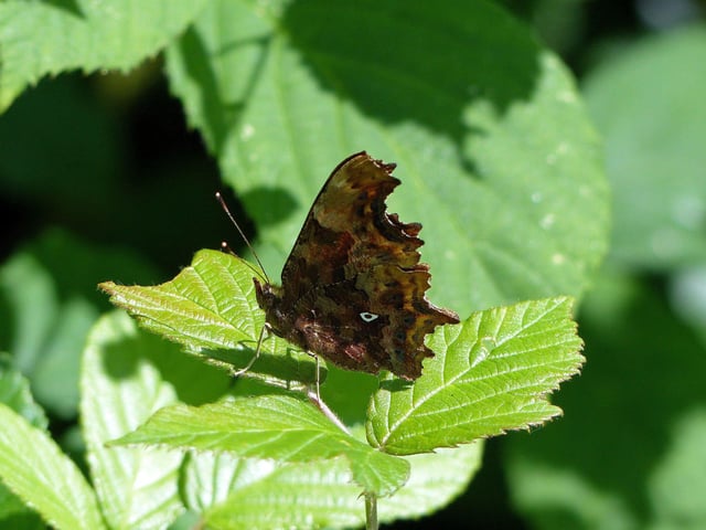 The comma butterfly. Picture: John East/Sussex Wildlife Trust