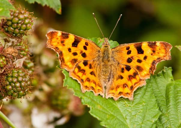 The comma butterfly. Picture: Dennis Hunt/Sussex Wildlife Trust