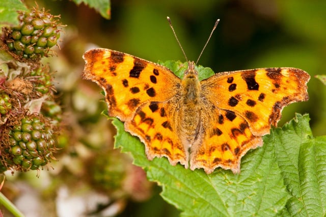 The comma butterfly. Picture: Dennis Hunt/Sussex Wildlife Trust