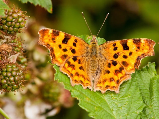 The comma butterfly. Picture: Dennis Hunt/Sussex Wildlife Trust