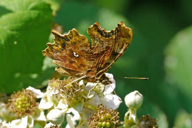 The comma butterfly. Picture: Roger Wilmshurst/Sussex Wildlife Trust