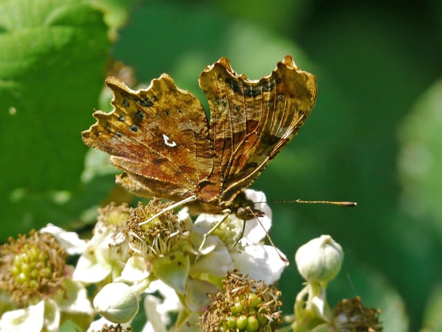 The comma butterfly. Picture: Roger Wilmshurst/Sussex Wildlife Trust