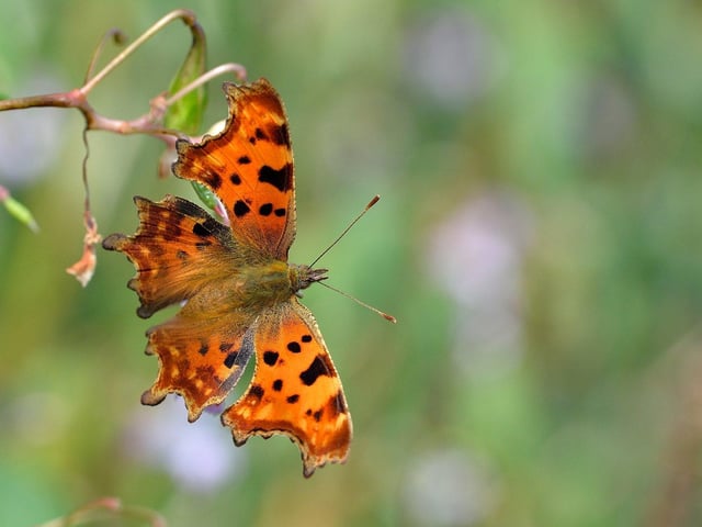 The comma butterfly. Picture: Bob Eade/Sussex Wildlife Trust