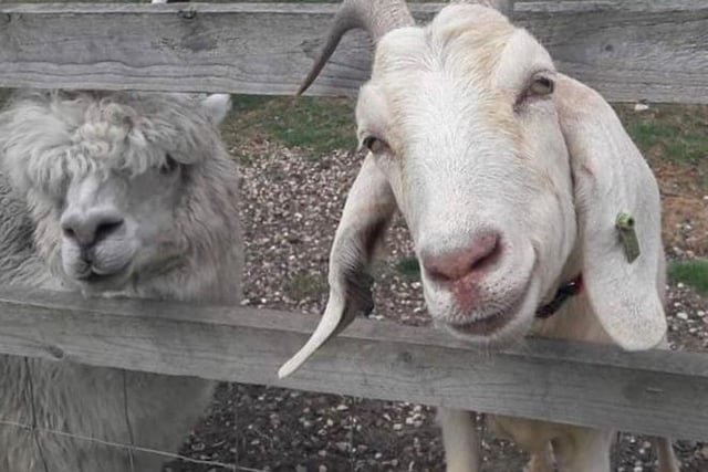 The popular Stoke Mandeville attraction is currently offering personal virtual tours of the centre over Zoom. To find out more go to www.facebook.com/bucks-goat-centre