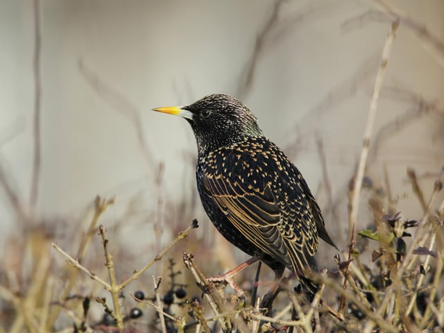 Starling SUS-200304-101939001