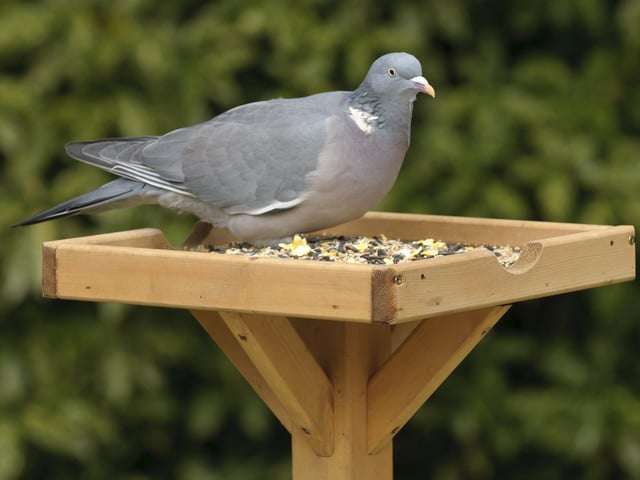 Woodpigeon SUS-200304-102035001