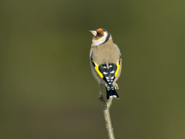 Goldfinch SUS-200304-101747001