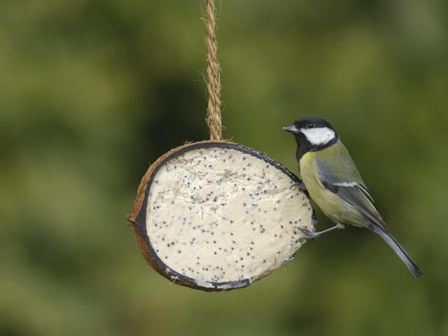 Great tit SUS-200304-101838001