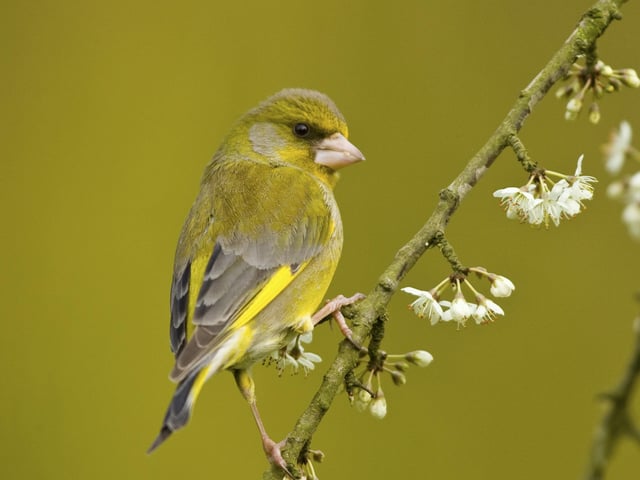Greenfinch SUS-200304-102136001
