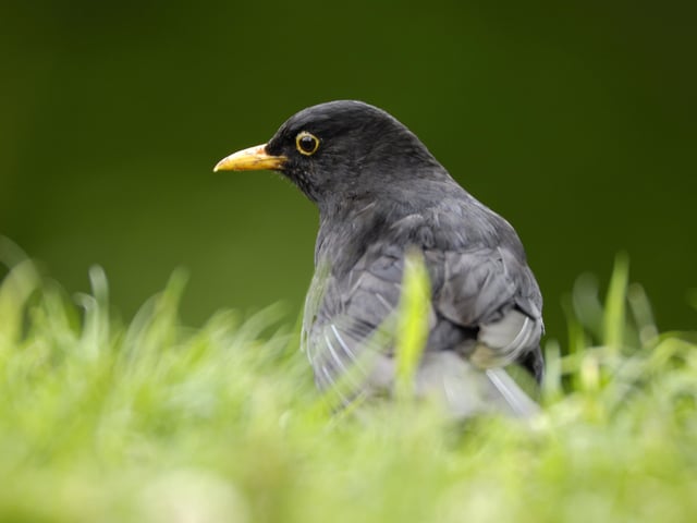 Blackbird SUS-200304-102226001