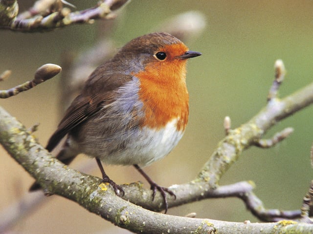Robin SUS-200304-102322001