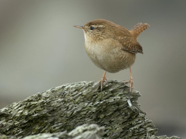 Wren SUS-200304-105813001