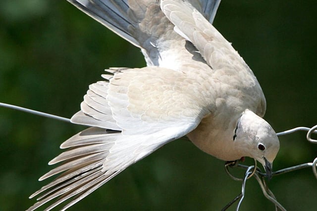 Big Garden Birdwatch
Collared dove