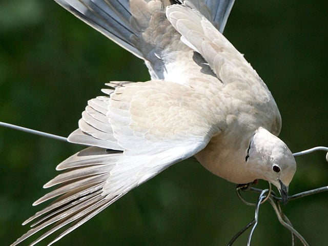 Big Garden BirdwatchCollared dove
