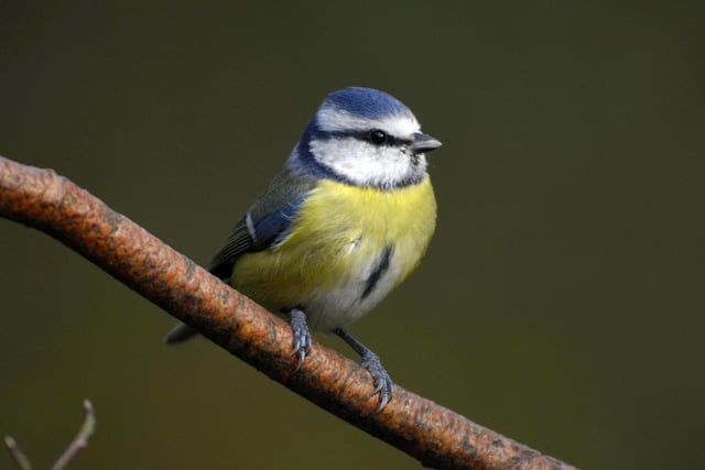 RSPB Big Garden Birdwatch BLUE TIT credit image
**SENT TO NEWSDESK***
Blue tit, Parus caeruleus, perched on branch in ga... 
 
Ray Kennedy (rspb-images.com) 

Small birds bounce back

Hampshire’s contribution to the RSPB’s Big Garden Birdwatch helps reveal trends

 

A record-breaking 24,254 people in Hampshire took part in this year’s Big Garden Bird Watch, and their counts helped reveal a recovery for small birds.

 

Small-bodied birds like the Long-tailed Tit and the Goldcrest were the worst affected by the harsh winter of 2009/2010, but their numbers were up this year in Hampshire and across the UK. ENGPPP00120110331113013