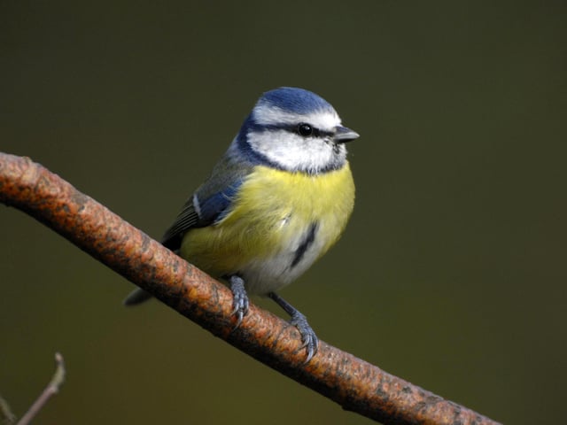 RSPB Big Garden Birdwatch BLUE TIT credit image
**SENT TO NEWSDESK***
Blue tit, Parus caeruleus, perched on branch in ga...
Ray Kennedy (rspb-images.com)
Small birds bounce back
Hampshire’s contribution to the RSPB’s Big Garden Birdwatch helps reveal trends
A record-breaking 24,254 people in Hampshire took part in this year’s Big Garden Bird Watch, and their counts helped reveal a recovery for small birds.
Small-bodied birds like the Long-tailed Tit and the Goldcrest were the worst affected by the harsh winter of 2009/2010, but their numbers were up this year in Hampshire and across the UK. ENGPPP00120110331113013