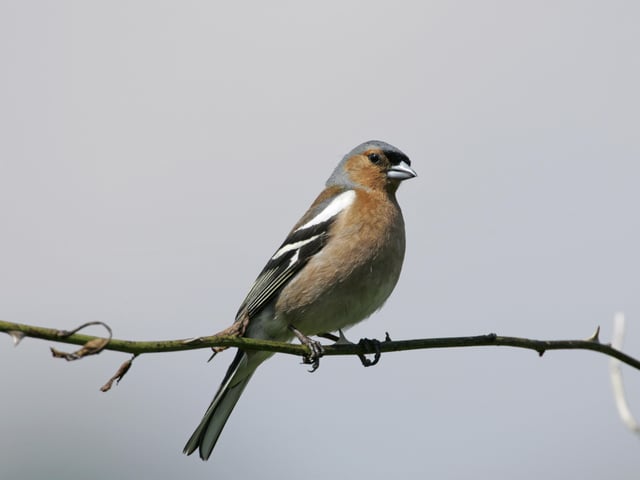 RSPB Big Garden Birdwatch CHAFFINCH credit image
**SENT TO NEWSDESK**
Chaffinch Fingilla coelebs, adult male on his "song post" - a wild rose stem, on a Devon farm. England. May 2008.
Small birds bounce back
Hampshire’s contribution to the RSPB’s Big Garden Birdwatch helps reveal trends
A record-breaking 24,254 people in Hampshire took part in this year’s Big Garden Bird Watch, and their counts helped reveal a recovery for small birds.
Small-bodied birds like the Long-tailed Tit and the Goldcrest were the worst affected by the harsh winter of 2009/2010, but their numbers were up this year in Hampshire and across the UK. ENGPPP00120110331113000