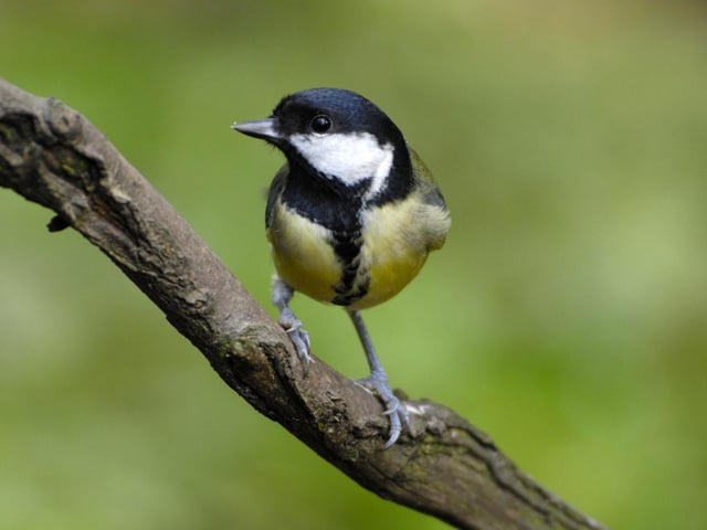 RSPB Big Garden Birdwatch GREAT TIT credit image
**SENT TO NEWSDESK***Great tit, Parus major, perched on branch in garde...
Ray Kennedy (rspb-images.com)
Small birds bounce back
Hampshire’s contribution to the RSPB’s Big Garden Birdwatch helps reveal trends
A record-breaking 24,254 people in Hampshire took part in this year’s Big Garden Bird Watch, and their counts helped reveal a recovery for small birds.
Small-bodied birds like the Long-tailed Tit and the Goldcrest were the worst affected by the harsh winter of 2009/2010, but their numbers were up this year in Hampshire and across the UK. ENGPPP00120110331113025