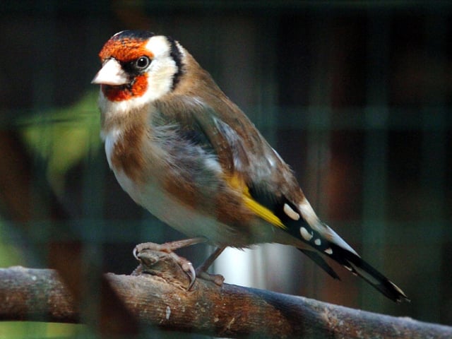 Big Garden Birdwatch
Goldfinch ENGNNL00120111204164021