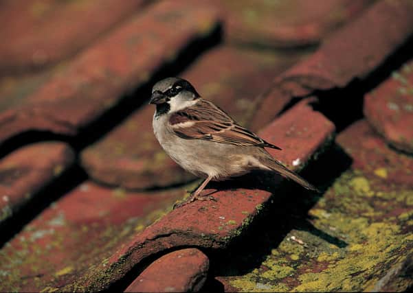 Big Garden Birdwatch
House sparrow