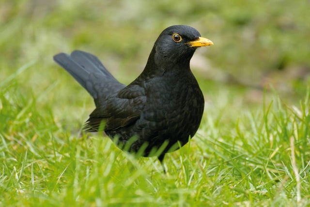Big Garden Birdwatch
Blackbird
